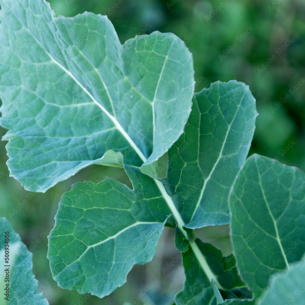 Close up of wild broccoli leaves, agricultural concept Close up of wild broccoli leaves, agricultural concept