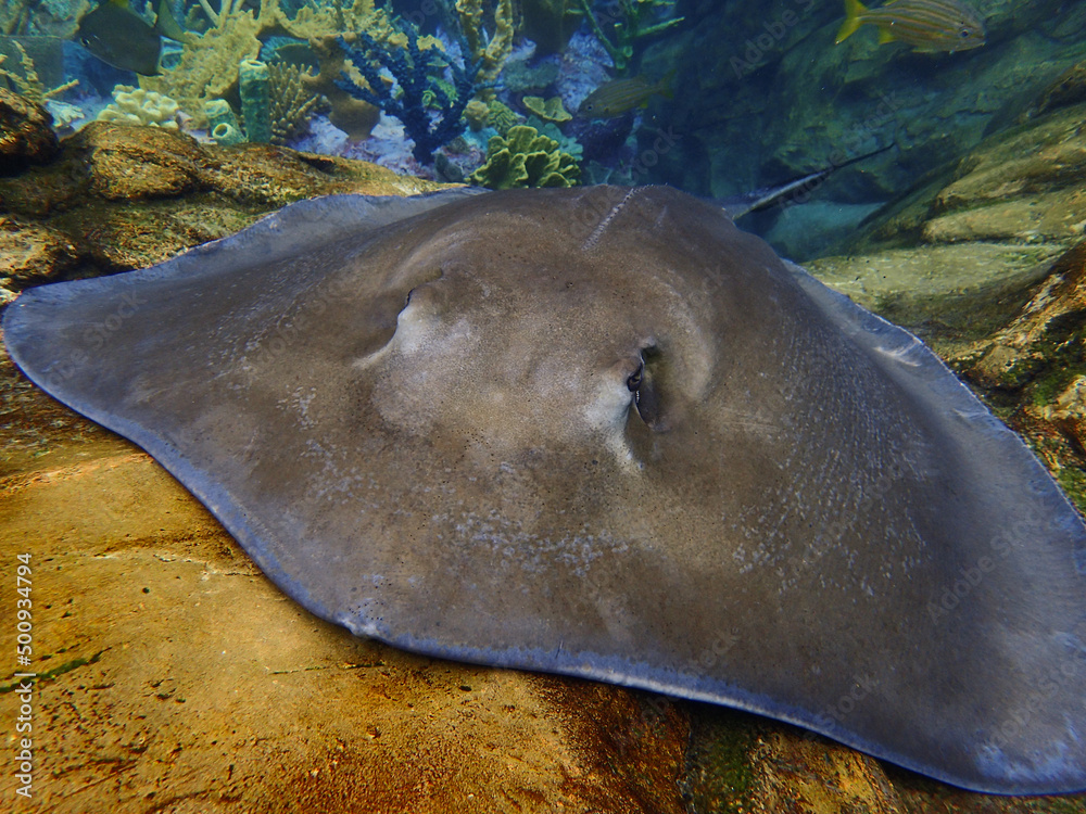 Naklejka premium A stingray swimming over coral and rock reef underwater.