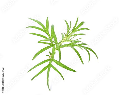 Artemisia vulgaris L  Sweet wormwood  Mugwort or artemisia annua branch green leaves on white background. Thai herbal medicine