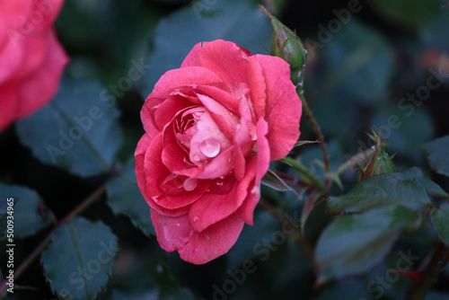 pink rose in the garden. Nice stock photo 