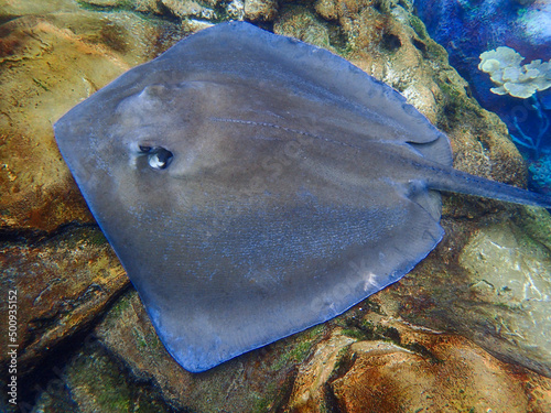 A stingray swimming over coral and rock reef underwater. photo