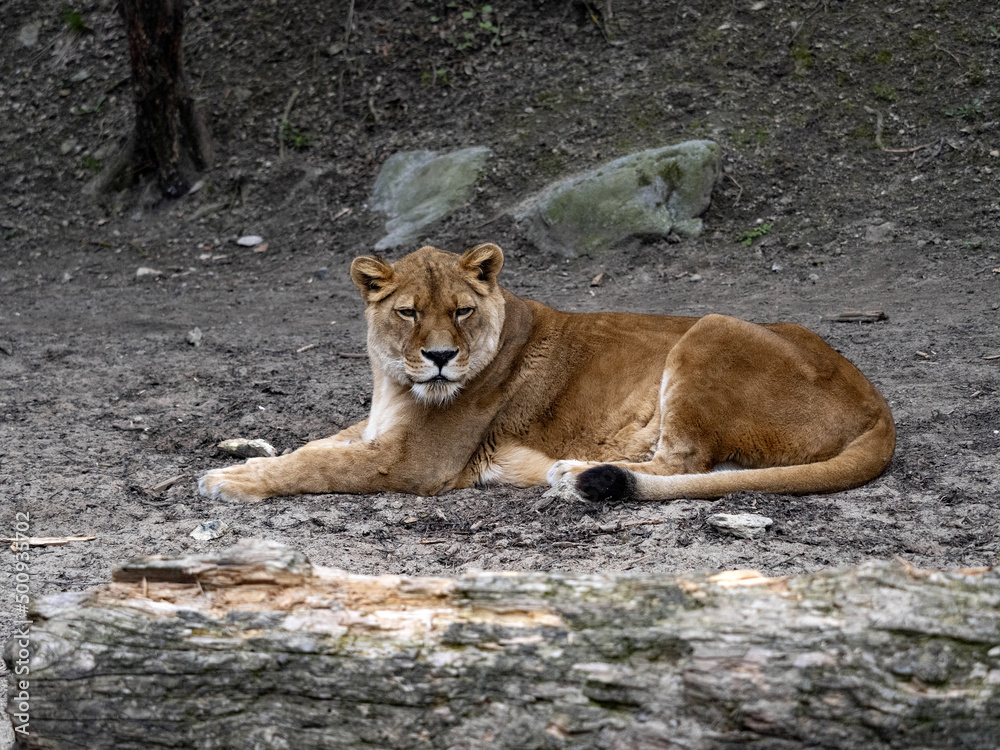 An old African lion, Panthera leo, rests and observes the surroundings. An old African lion, Panthera leo, rests and observes the surroundings.