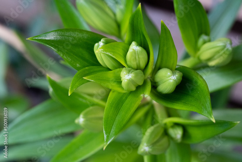 The lilium brownii plant with rolled up buds close-up. A green plant without flowers  infused with green color.