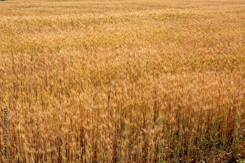 Photo of golden barley field