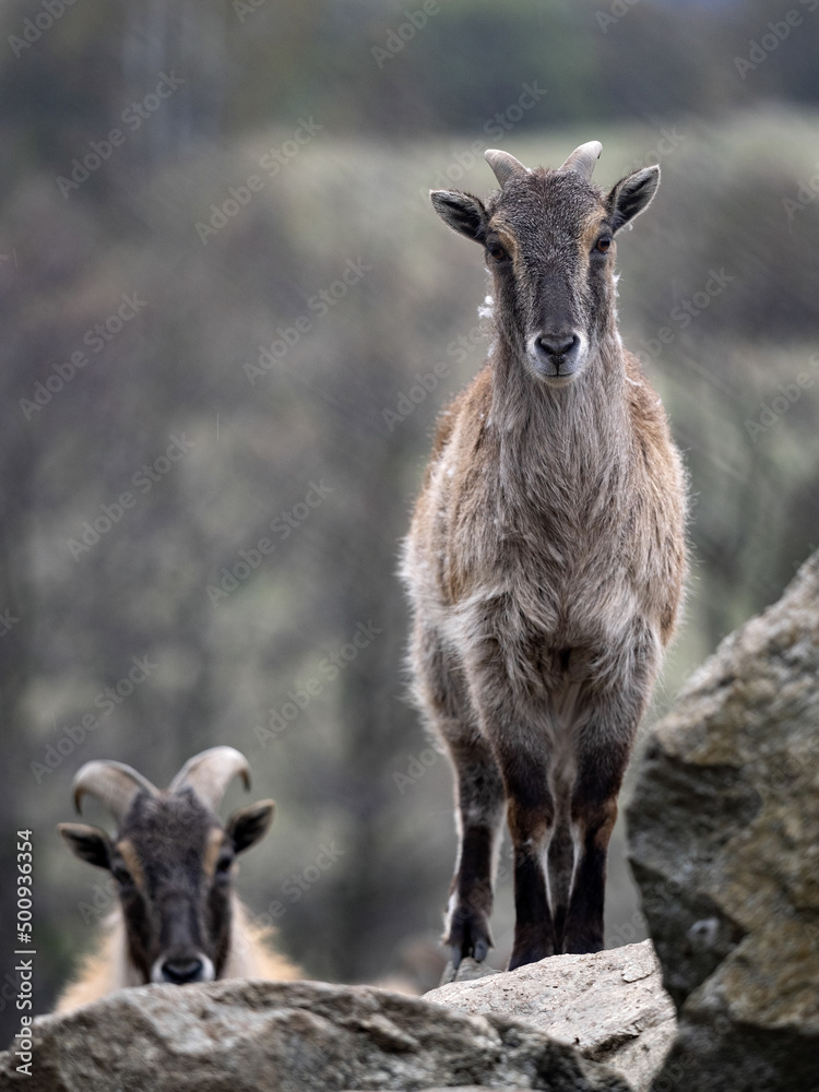 Himalayan tahr, Hemitragus jemlahicus, an agile alpine goat with beautiful fur. Himalayan tahr, Hemitragus jemlahicus, an agile alpine goat with beautiful fur.