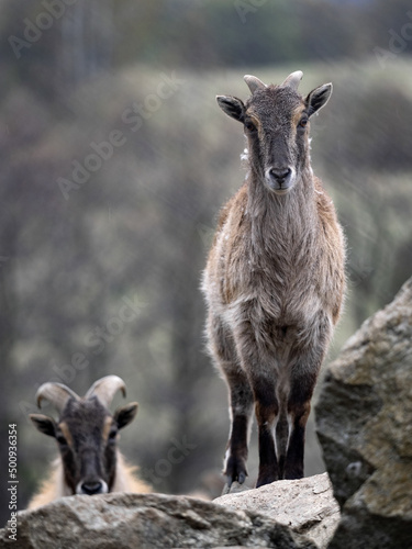 Himalayan tahr, Hemitragus jemlahicus, an agile alpine goat with beautiful fur.