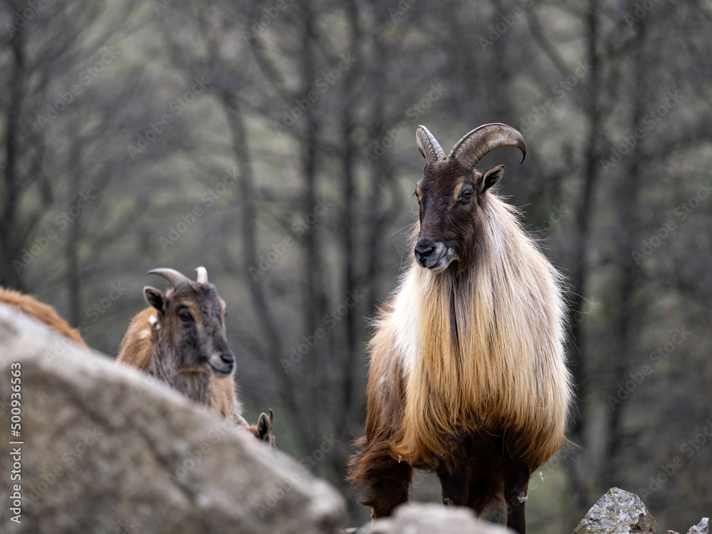 Himalayan tahr, Hemitragus jemlahicus, an agile alpine goat with beautiful fur.
