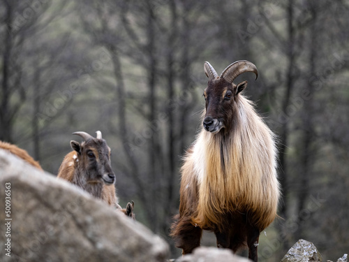Obraz na płótnie Himalayan tahr, Hemitragus jemlahicus, an agile alpine goat with beautiful fur. w salonie