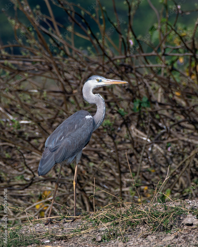 Grey heron (Ardea cinerea) photographed at Bhigwan in Maharashtra, India Grey heron (Ardea cinerea) photographed at Bhigwan in Maharashtra, India
