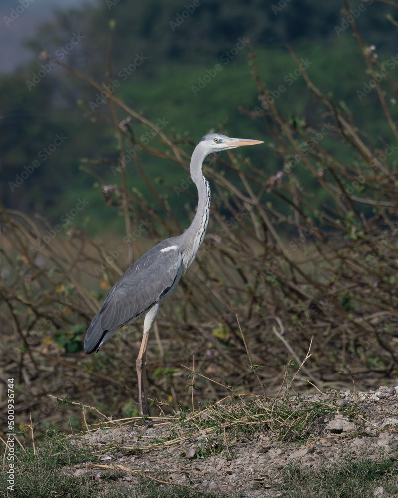 Grey heron (Ardea cinerea) photographed at Bhigwan in Maharashtra, India Grey heron (Ardea cinerea) photographed at Bhigwan in Maharashtra, India