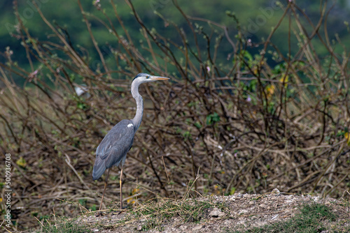 Grey heron  Ardea cinerea  photographed at Bhigwan in Maharashtra  India