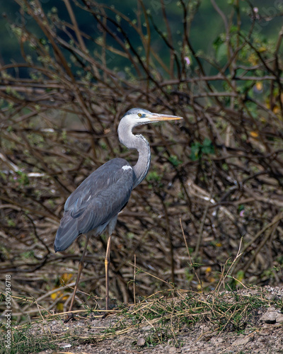 Grey heron (Ardea cinerea) photographed at Bhigwan in Maharashtra, India