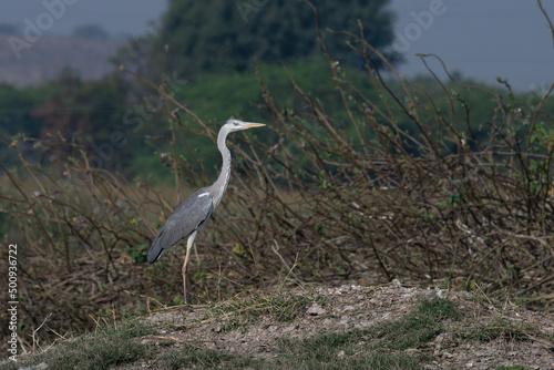 Photography Grey heron (Ardea cinerea) photographed at Bhigwan in Maharashtra, India