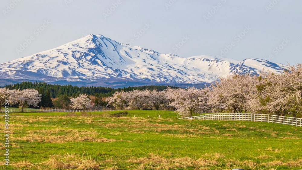 Fototapeta premium 鳥海山と桜並木 牧場 絶景