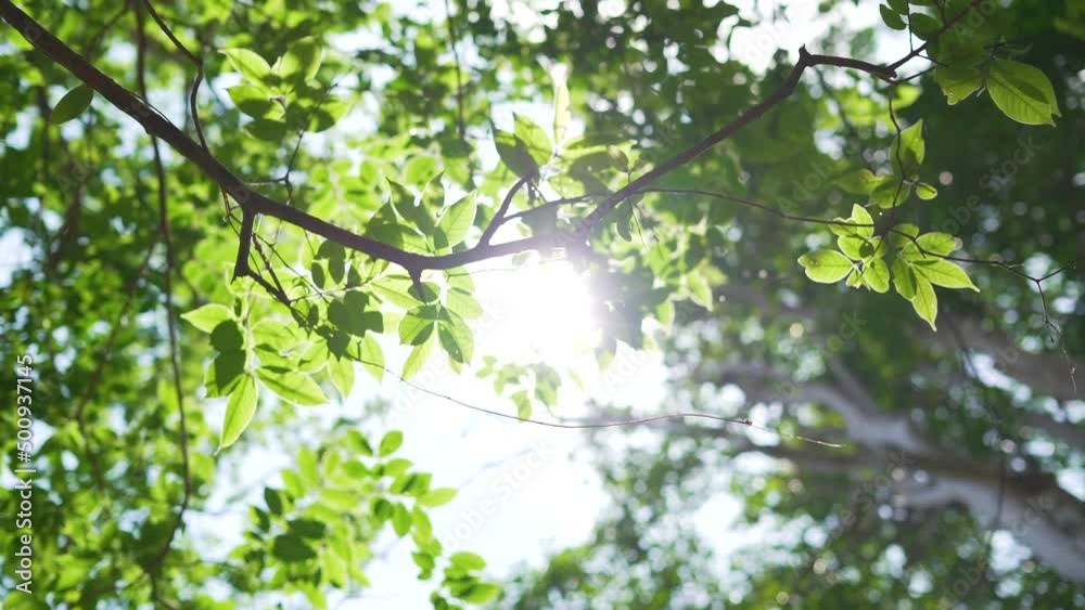 High trees leaf sun beams sunset amazon park. Medium Shot High trees leaf sun beams sunset amazon park. Medium Shot