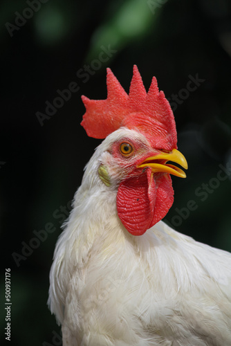 portrait of a rooster © Kiruba_c.s