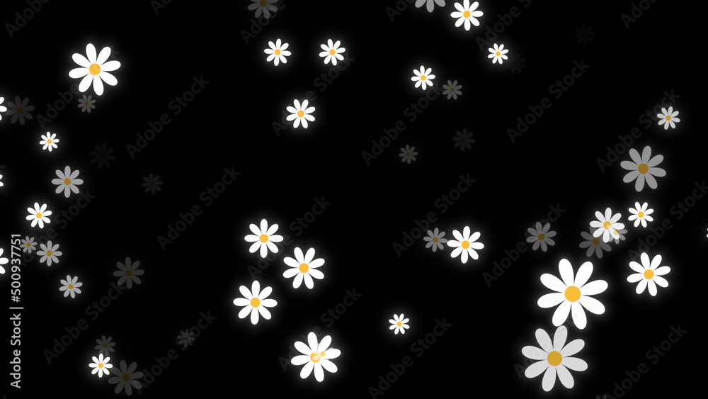 daisy flowers on black background daisy flowers on black background