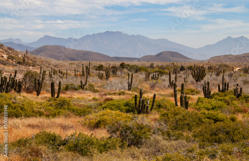 Mexican cactus field in the desert, part of a large nature reserve area in the town of Todos Santos, in Baja California Sur, Mexico. photo