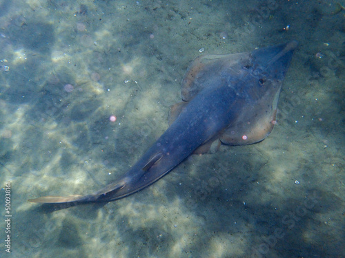Shovelnose Ray swimming over coral reef, stingray