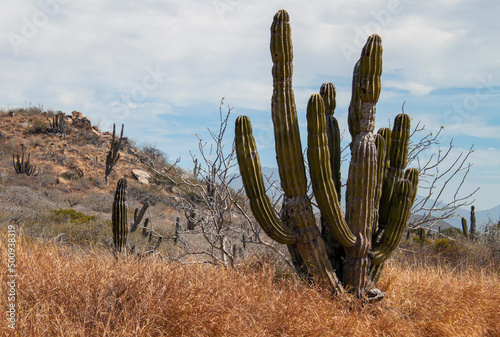Mexican cactus field in the desert, part of a large nature reserve area in the town of Todos Santos, in Baja California Sur, Mexico.