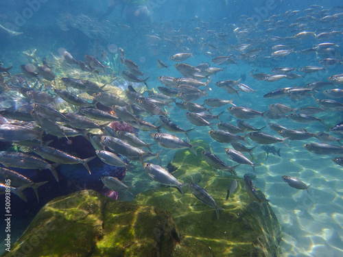 An underwater photo of a school of White Fish © Joni