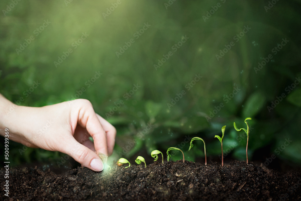 Wzrost i efektywność pracy na przykładzie rosnących sadzonek roślinnych, rośliny i flara słońca, magiczne palce sadzą rośliny - obrazy, fototapety, plakaty 