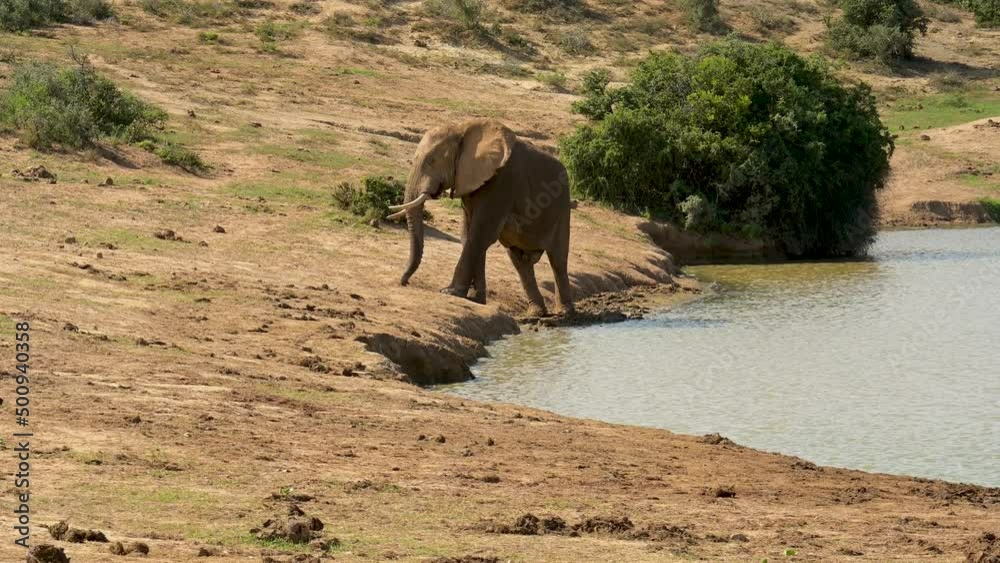 Elefante im Naturreservat Addo Elephant National Park Südafrika Elefante im Naturreservat Addo Elephant National Park Südafrika