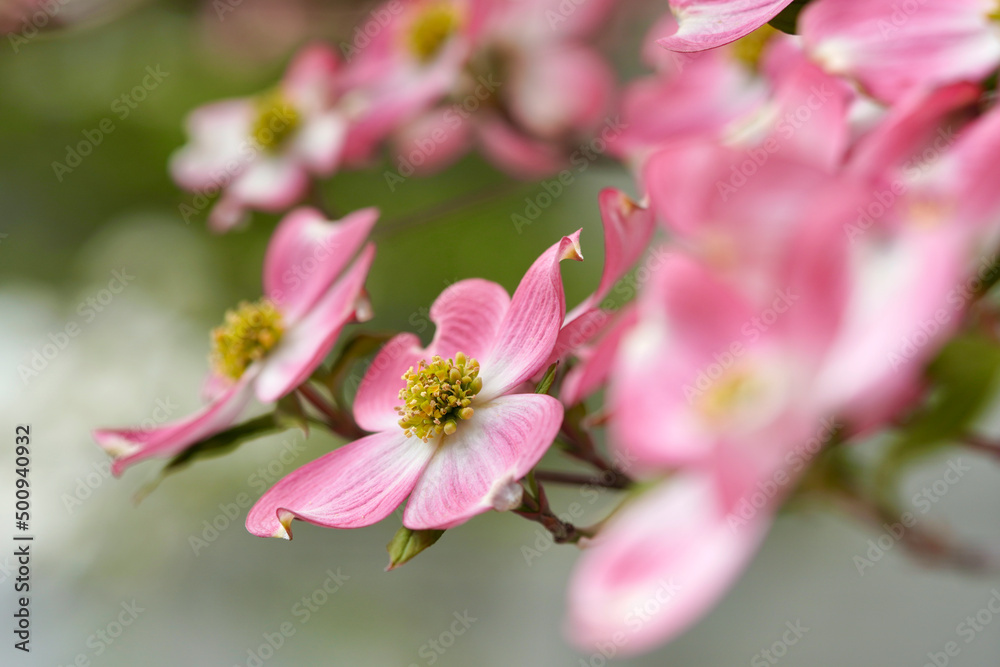 Obraz premium ハナミズキ Dogwood