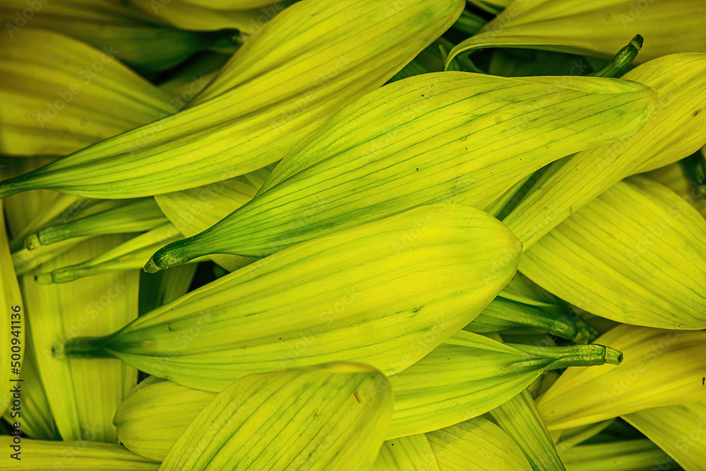 Fototapeta premium Green Flower Daisy pedals piled together