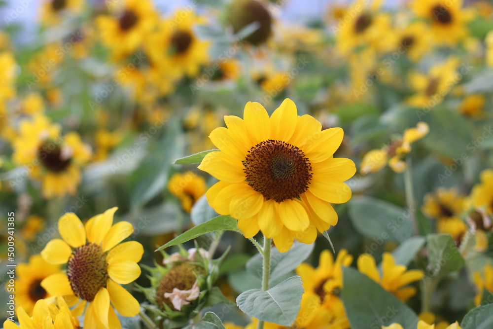Naklejka premium Photo of sunflower in the flower garden