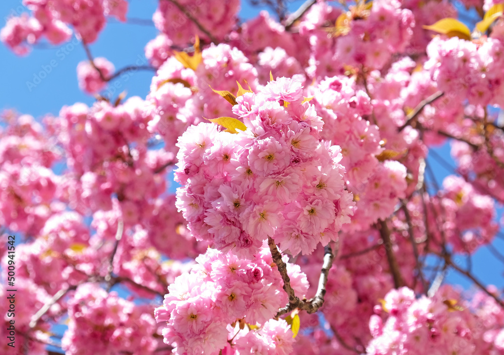 Spring Flowers Banner. Branch of blooming pink flowers of Sakura tree in early spring. Amazing natural floral spring banner or greeting card, postcard, poster. Spring Flowers Banner. Branch of blooming pink flowers of Sakura tree in early spring. Amazing natural floral spring banner or greeting card, postcard, poster.