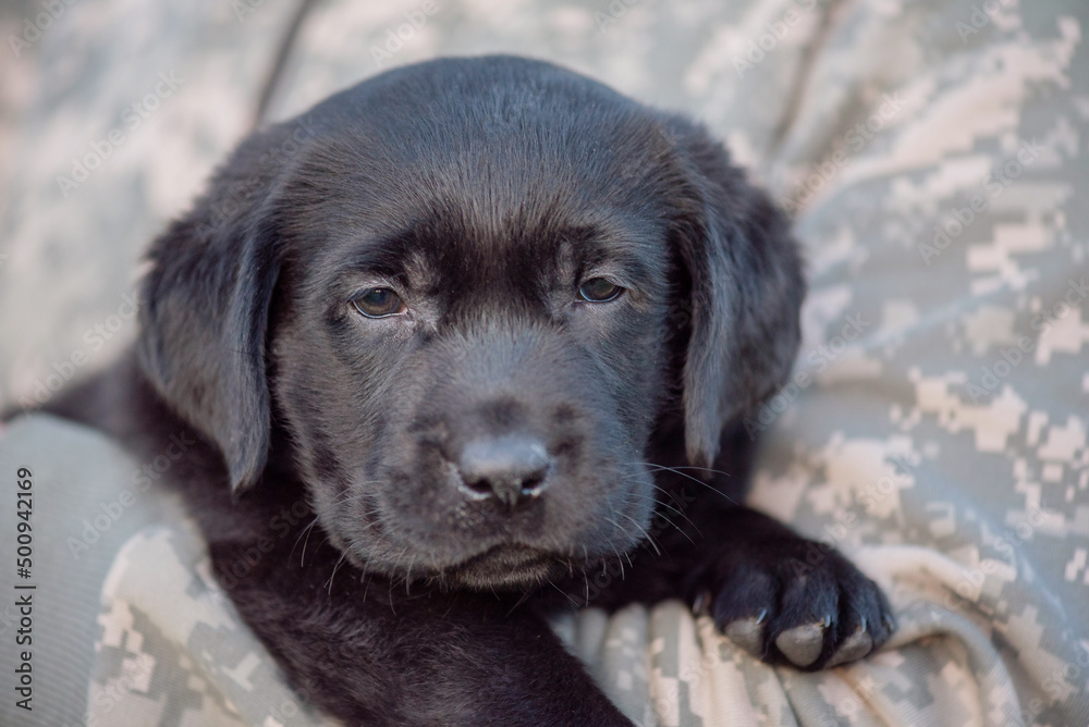 Fototapeta premium Labrador retriever puppy of black color on the hands. Soft focus.