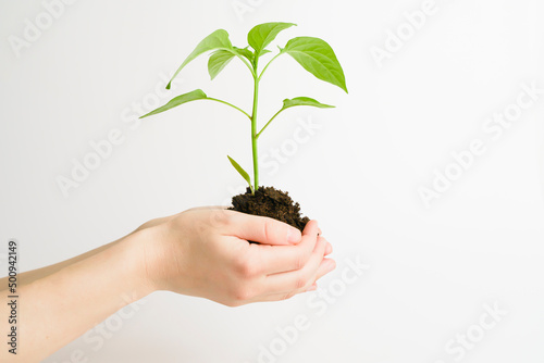 Plant in hands isolate. A living green plant with leaves and ground grows in the hands of a woman. Environmental protection, agriculture, new life concept