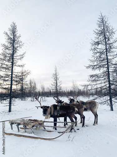  Reindeer team in Siberia in the community of the Nenets. Well groomed deer. Harnessed team in snowy weather. Cold season, winter blizzard. reindeer breeders