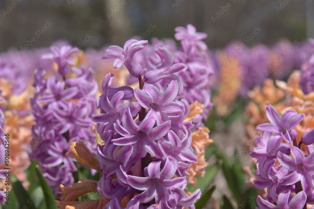 Macro of a purple Hyacinth  in early spring.