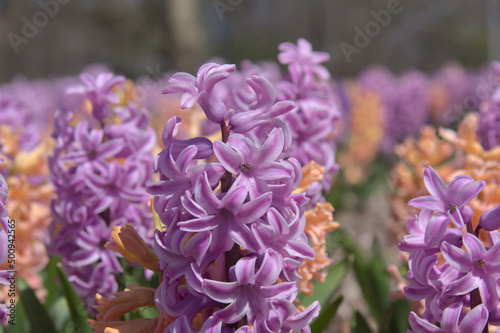 Macro of a purple Hyacinth  in early spring.