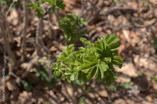 Smooth rose plant growing in early spring.
