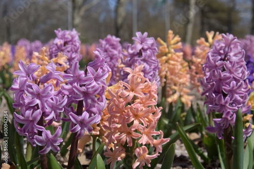 An early spring patch of Hyacinth flowers.