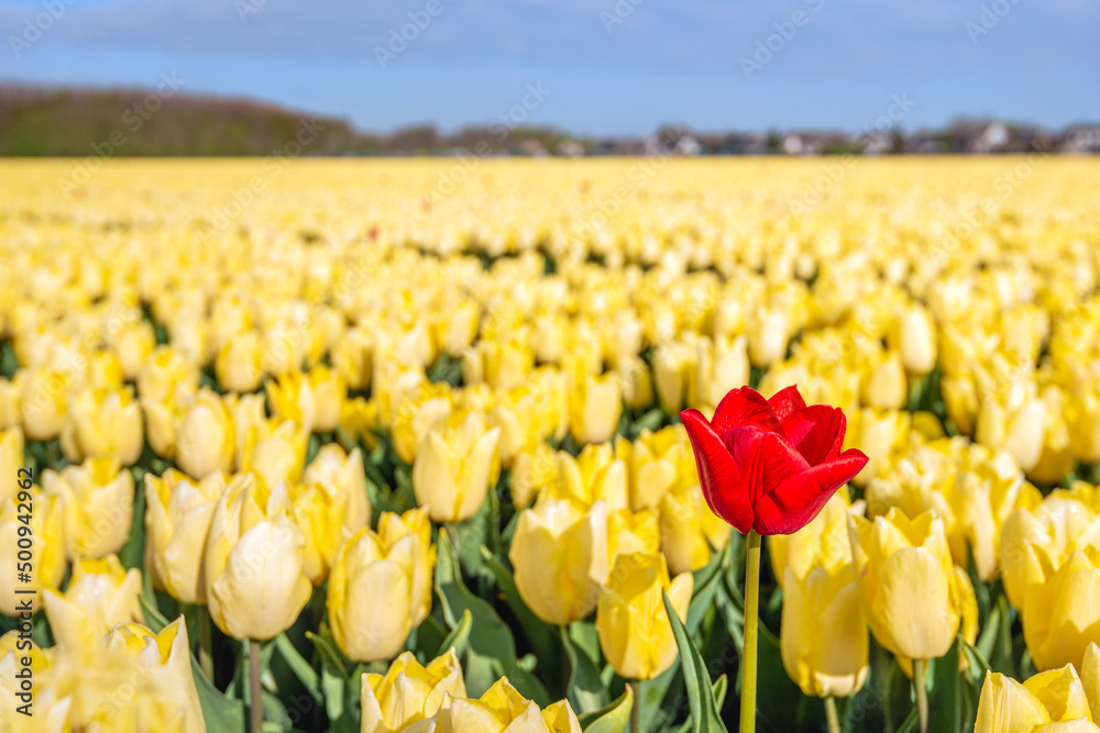 Obraz premium One tulip in a deviating red color is in the foreground compared to the other regular yellow tulips. The photo was taken on a sunny spring day in the field of a specialized Dutch bulb nursery.