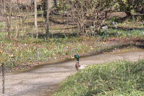 Mallard duck walking in the park