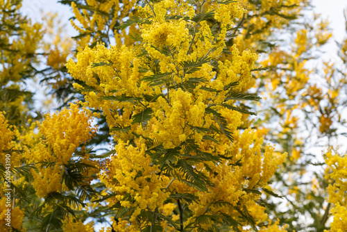 Mimosa tree with bunches of fluffy tender flowers of it. Background of yellow mimosa tree. Concept of holidays and mimosa flower decoration