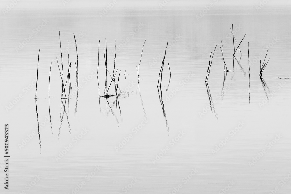 Minimal abstract background of grass line in a calm lake water Minimal abstract background of grass line in a calm lake water