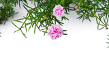 Pink Flower beautiful blooming flower light pink  on white background, blurry flower , soft selective focus