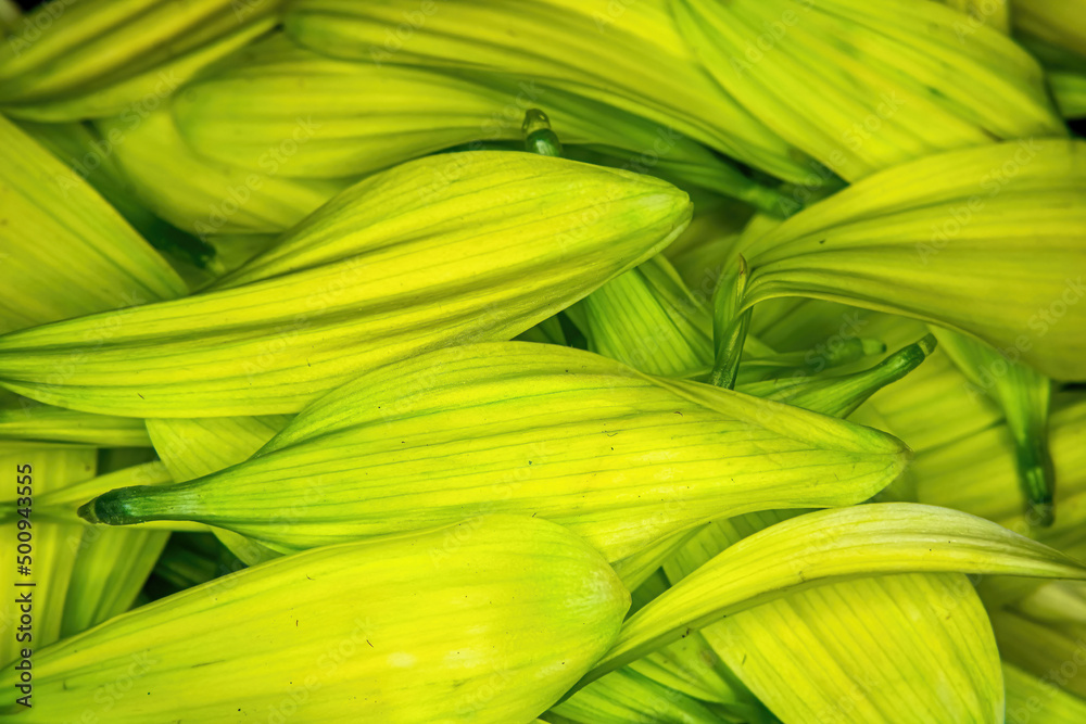 Green Flower Daisy pedals piled together