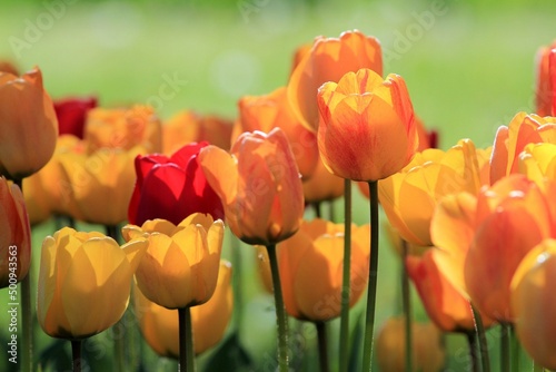 Bright tulips on a blurry background in the garden