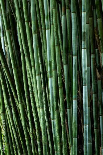 Tropical Blue Bamboo tree stalks  Bambusa chungii  - stock photo