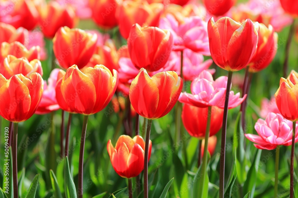 Red and yellow tulips on a blurry background in the garden