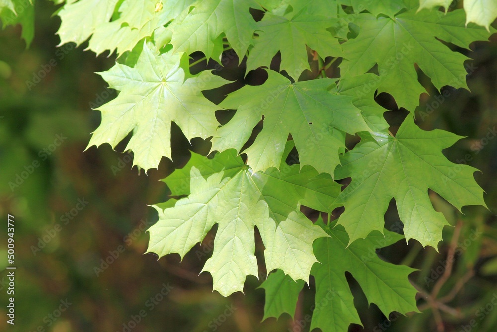 Young green maple leaves on a blurry background in the park Young green maple leaves on a blurry background in the park