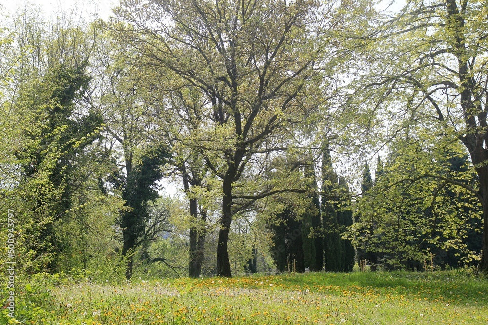 Meadow with dandelions and trees in the Ecopark (Varna, Bulgaria) in spring