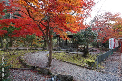 A scene of autumnal leaves in the precincts of Tainei-ji Temple at Fukawayumoto in Nagato City in Yamaguchi Prefecture in Japan 日本の山口県長門市頭川湯本にある大寧寺境内の紅葉の風景 photo